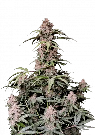 Amnesia Z Auto