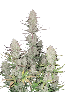 Tropicana Cookies Auto