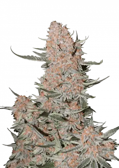 Ztrawberriez Auto