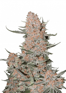 Ztrawberriez Auto