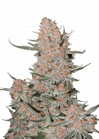 Ztrawberriez Auto