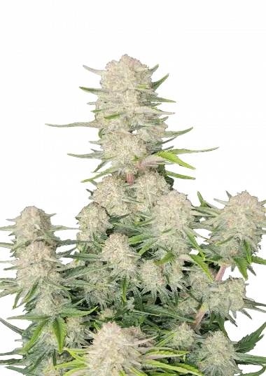 Apricot Auto