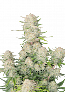 Apricot Auto