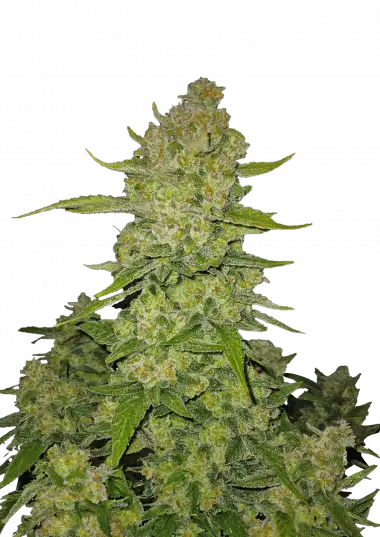 Papaya Cookies Auto