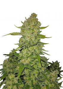 Papaya Cookies Auto