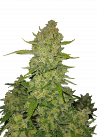 Papaya Cookies Auto™
