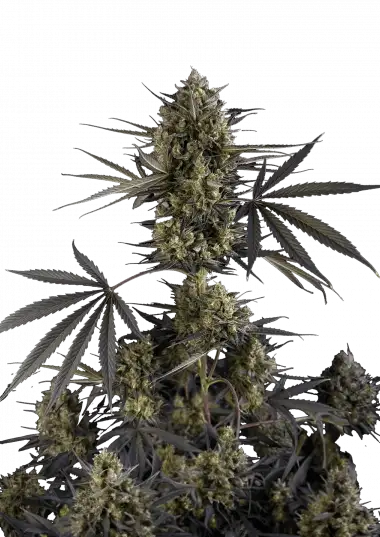 Pound Cake Auto