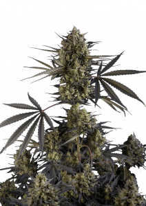 Pound Cake Auto