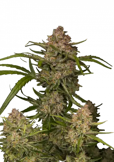 Guava Auto