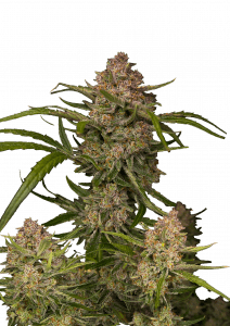 Guava Auto