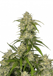 Sour Jealousy Auto