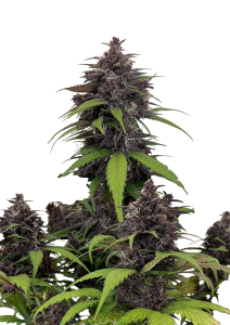 Purple Haze Auto