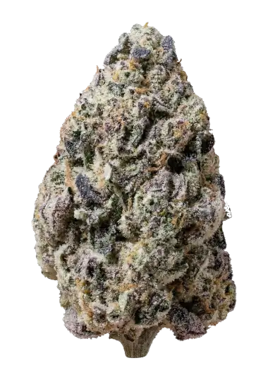 Biscotti Gelato