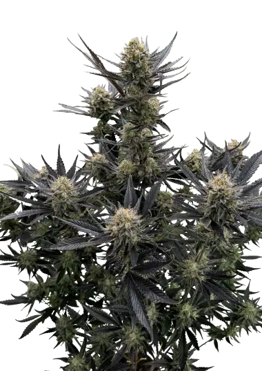 Guava Auto RF3