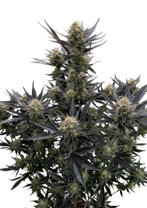 Guava Auto RF3