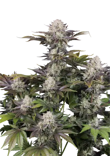 Frostbanger Auto