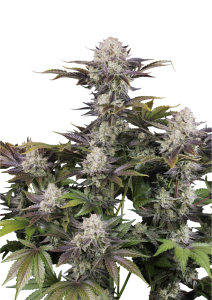 Frostbanger Auto