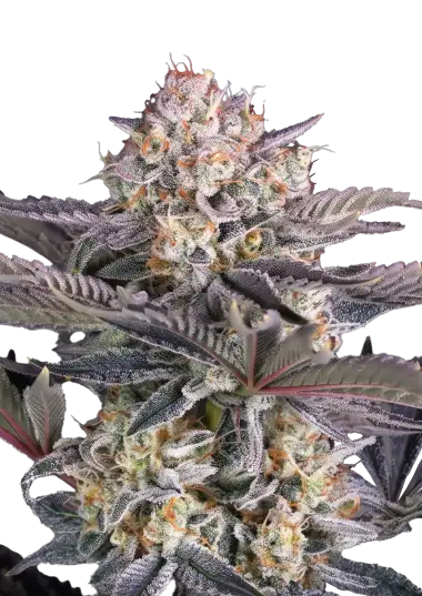 Mendo Frost Auto