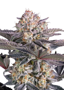Mendo Frost Auto