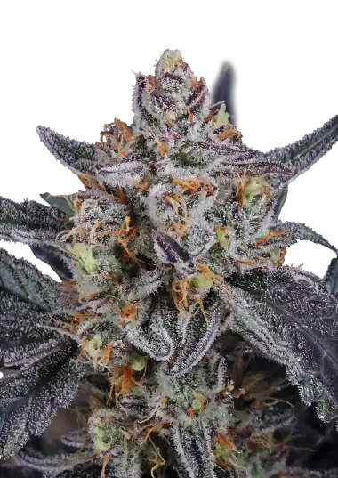 Guava Runtz Auto