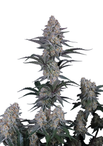 Guava Sundae Auto