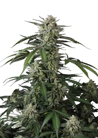 Banana Guava Auto