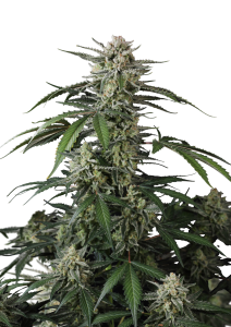 Banana Guava Auto