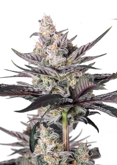Mendo Guava Auto