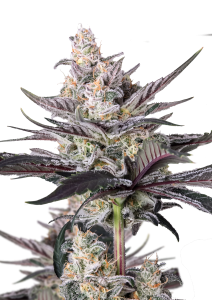 Mendo Guava Auto