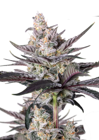 Mendo Guava Auto™