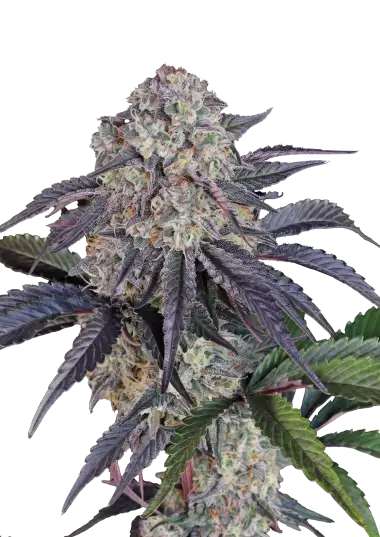 Sundae Frost Auto