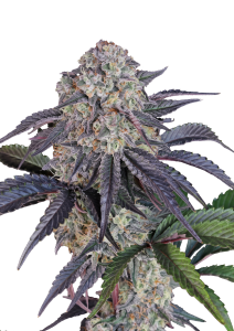 Sundae Frost Auto