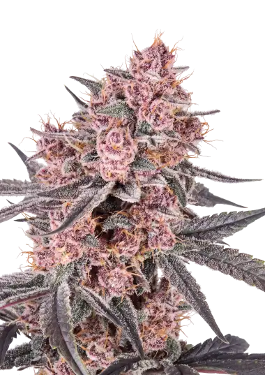Mango Cherry Runtz Auto