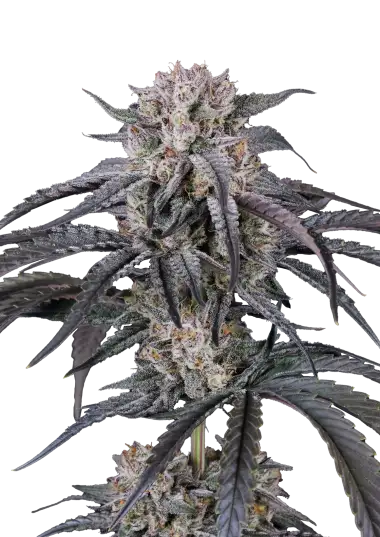 Mango Frost Auto