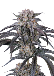 Mango Frost Auto