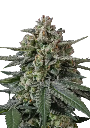 Banana Frost Auto