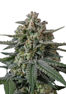 Banana Frost Auto