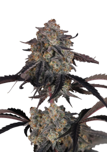 Lemon Cherry Sundae Auto