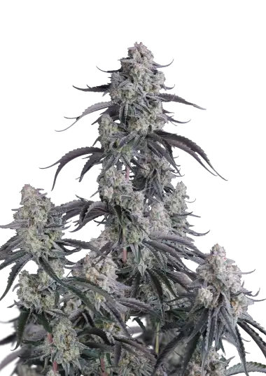 Pineapple OG Auto