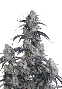Pineapple OG Auto