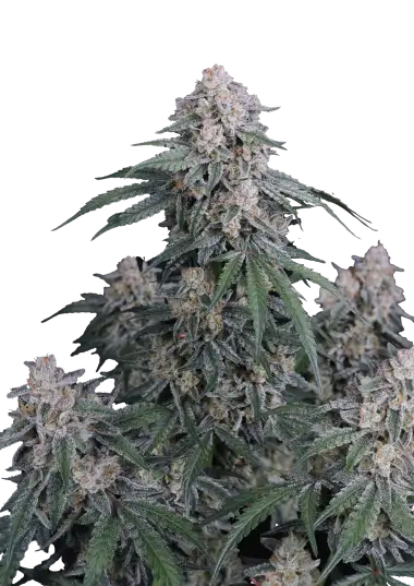 GMO Auto