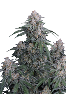 GMO Auto