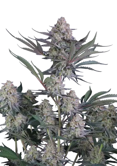 Lemon Tree Auto
