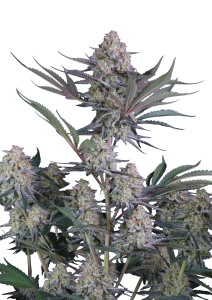 Lemon Tree Auto
