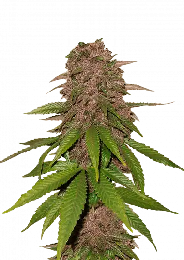 C4 Auto