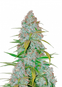 Californian Snow Auto