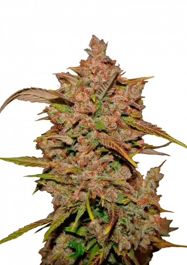 Crystal Meth Auto