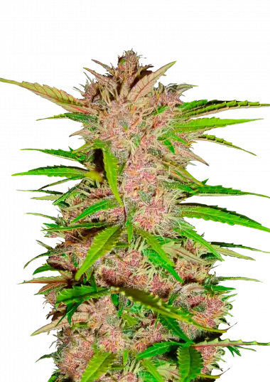 Fastberry Auto