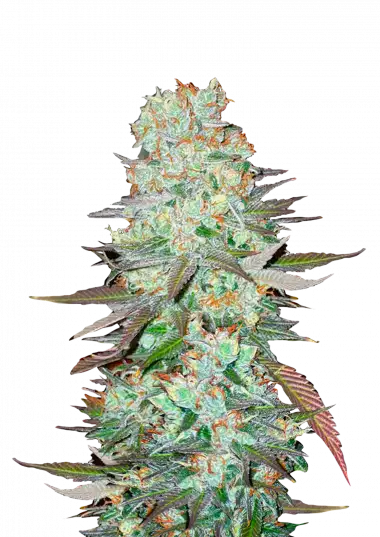 G14 Auto