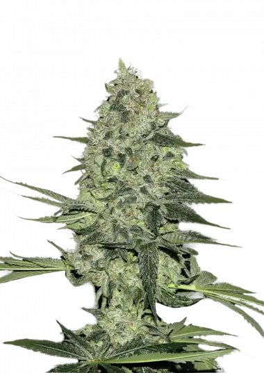 Rhino Ryder Auto